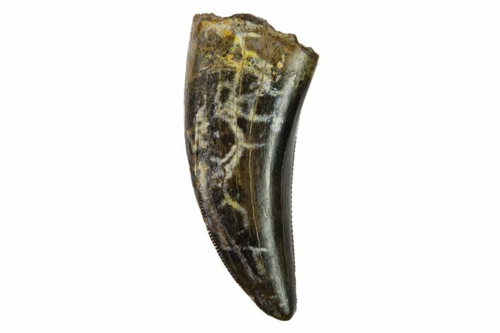 Serrated, Tyrannosaur (Nanotyrannus?) Tooth - South Dakota #144029